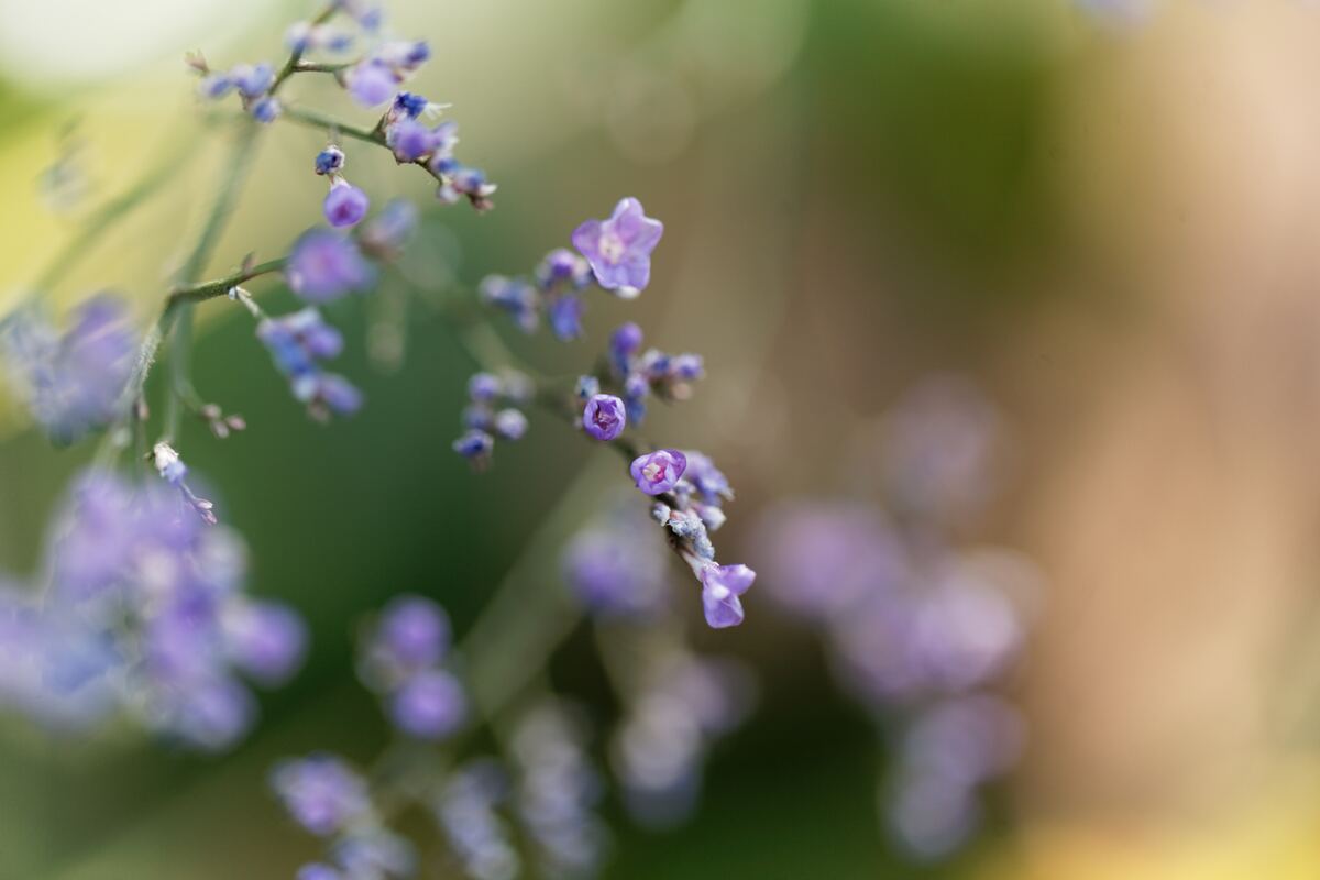 スターチスの花